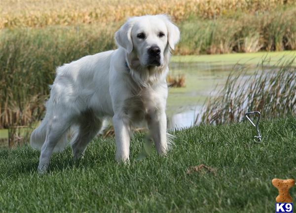 Stud Dogs in IL